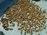 İncir Kurutma Tarifi ve Malzemeleri