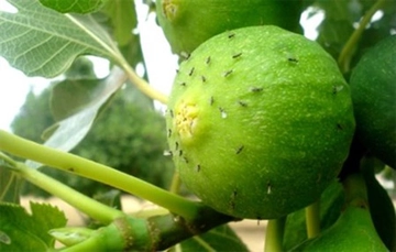 İncir Sineği Türleri ve Özellikleri