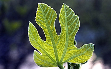 İncir Yaprağı Özellikleri ve Faydaları Nelerdir?