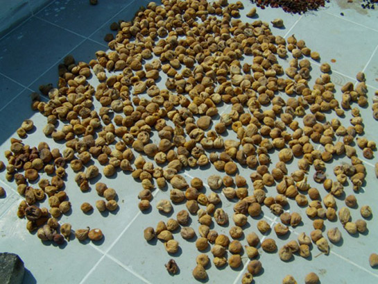 İncir Kurutma Tarifi ve Malzemeleri