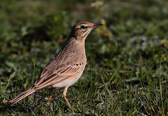İncir Kuşu Türleri ve Özellikleri
