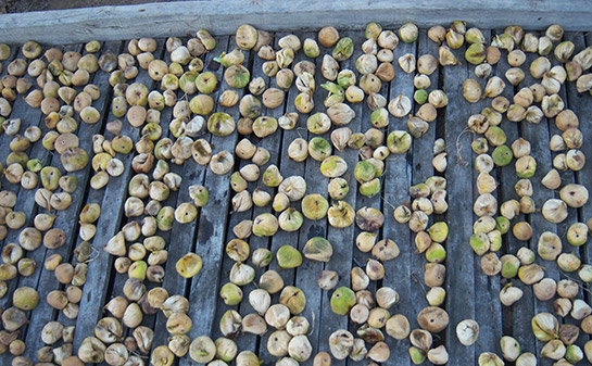 İncir Nasıl Kurutulur?