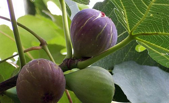 Ruyada İncir Yemek Rüya Yorumu ve Anlamı